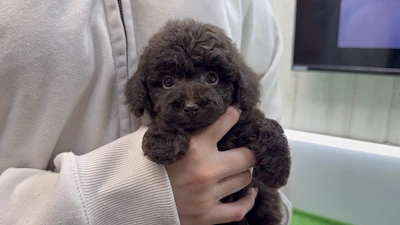 お問合せネーム・660ちゃん