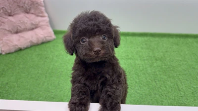 お問合せネーム・308くんの写真 2