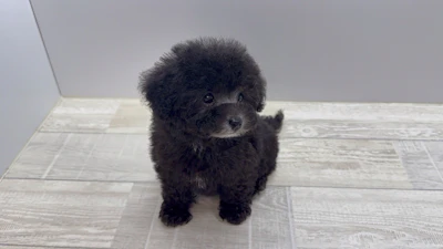 お問合せネーム・972ちゃんの写真 10