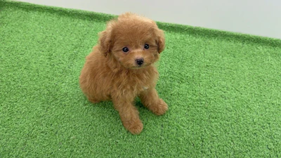 お問合せネーム・132ちゃんの写真 6