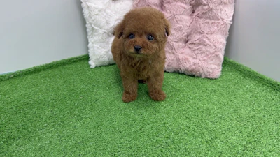 お問合せネーム・384ちゃんの写真 4