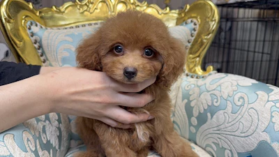 お問合せネーム・475くんの写真 3