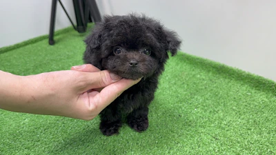 お問合せネーム・979くんの写真 3