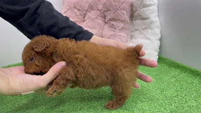 お問合せネーム・643ちゃんの写真 8