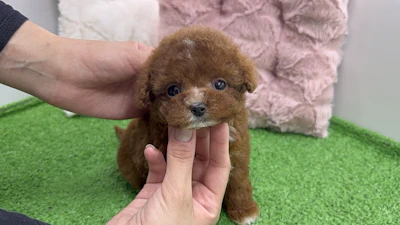 お問合せネーム・059くんの写真 4