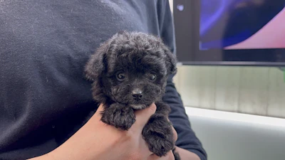 お問あせネーム・447ちゃんの写真 2