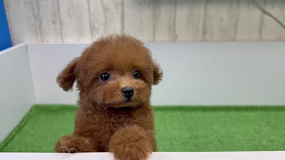 お問合せネーム・522ちゃんの写真 4