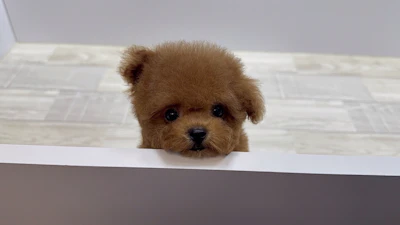 お問合せネーム・979ちゃんの写真 6
