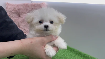 お問合せネーム・021ちゃん