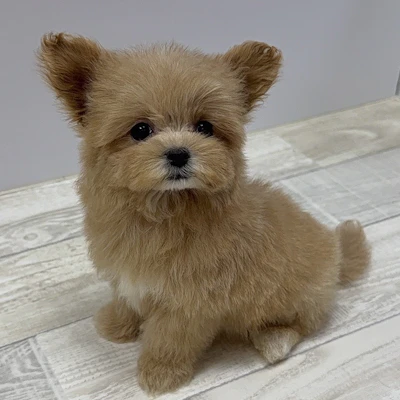 お問合せネーム・261ちゃん