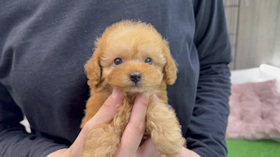 お問合せネーム・522くんの写真 2