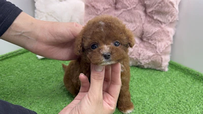 お問合せネーム・059くんの写真 2