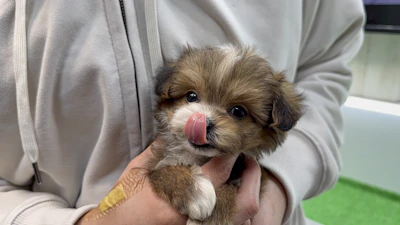 お問合せネーム・964くんの写真 4