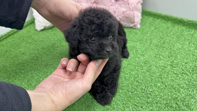 お問合せネーム・432くんの写真 5