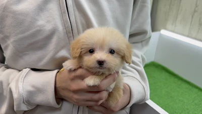 お問合せネーム・183ちゃんの写真 5