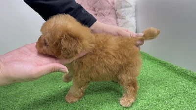 お問合せネーム・522くんの写真 5