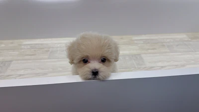 お問合せネーム・178ちゃんの写真 4