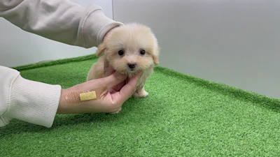 お問合せネーム・183ちゃんの写真 2