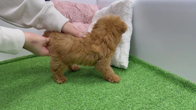 お問合せネーム・045ちゃんの写真 6