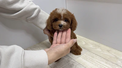 お問合せネーム・840ちゃんの写真 4