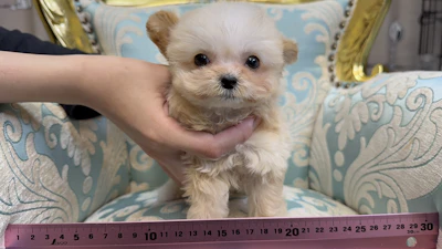 お問合せネーム・879ちゃん