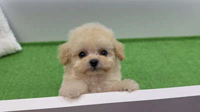 お問合せネーム・427くん