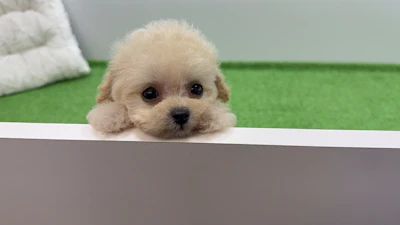 お問合せネーム・427くんの写真 6