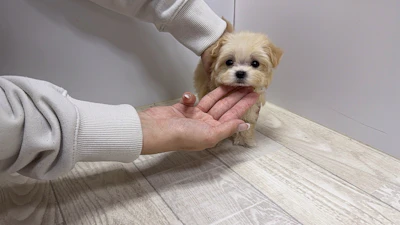 お問合せネーム・043ちゃんの写真 7