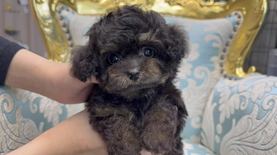 お問合せネーム・282ちゃん