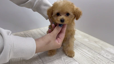 お問合せネーム・857ちゃん