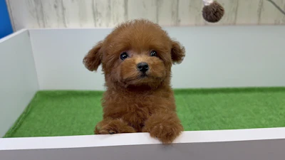 お問合せネーム・522ちゃんの写真 5