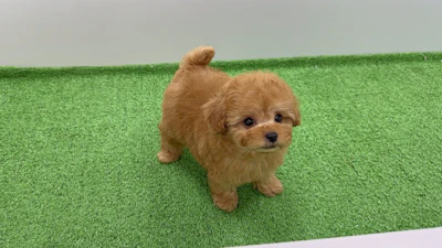 お問合せネーム・541ちゃんの写真 5