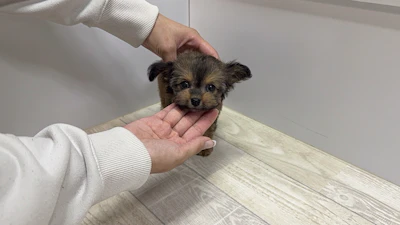 お問合せネーム・152ちゃんの写真 3