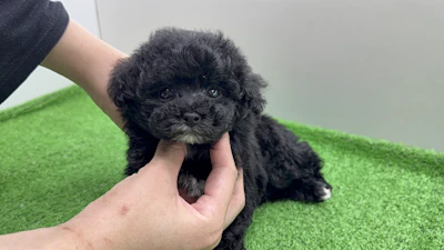 お問合せネーム・207ちゃんの写真 2