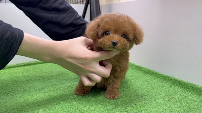 お問合せネーム・298ちゃんの写真 2