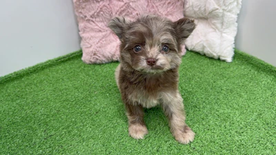 お問合せネーム・910くんの写真 2