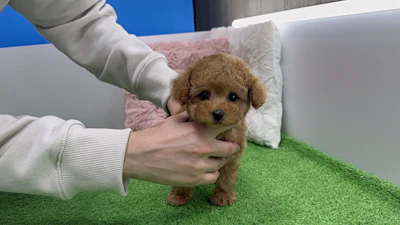 お問合せネーム・532くんの写真 6