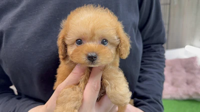 お問合せネーム・522くんの写真 4