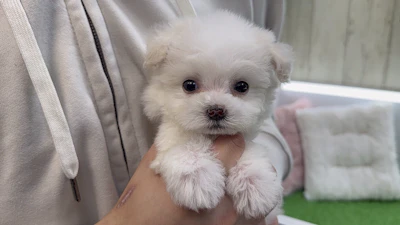 お問合せネーム・237ちゃんの写真 2