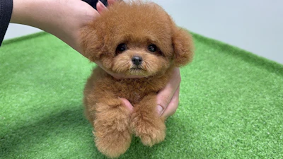 お問合せネーム・840ちゃん