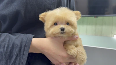 お問合せネーム・821ちゃん