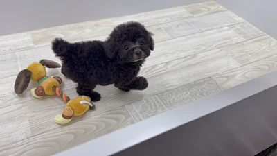 お問合せネーム・037ちゃんの写真 6
