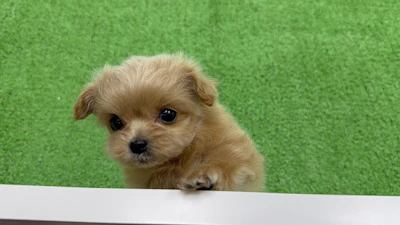 お問合せネーム・947ちゃんの写真 6