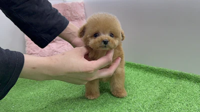 お問合せネーム・535ちゃんの写真 3