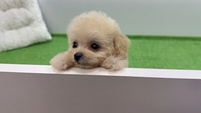 お問合せネーム・427くんの写真 5