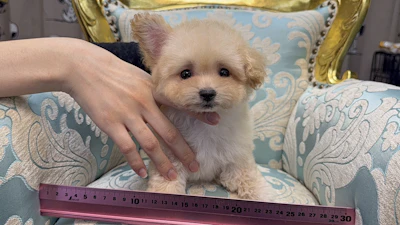 お問合せネーム・238ちゃん