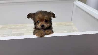 お問合せネーム・399ちゃんの写真 4