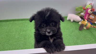 お問合せネーム・601ちゃんの写真 6