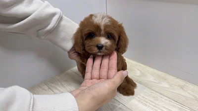 お問合せネーム・840ちゃんの写真 3