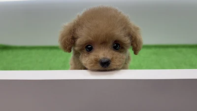 お問合せネーム993くんの写真 4